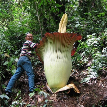 TITAN ARUM Seeds (Amorphophallus titanum) | €13.00