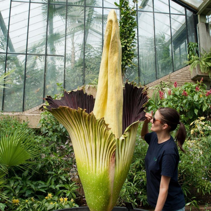 Semillas de ARO GIGANTE o BUNGA BANGKAI (Amorphophallus titanum)