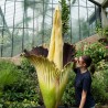 TITAN ARUM Seeds (Amorphophallus titanum) | €13.00