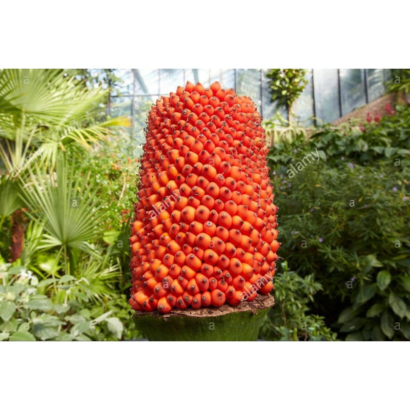 Semillas de ARO GIGANTE o BUNGA BANGKAI (Amorphophallus titanum)