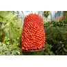 TITAN ARUM Seeds (Amorphophallus titanum) | €13.00