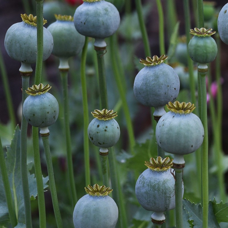 Price: €3.5 - Vrtni Beli Mak Seme (Papaver somniferum) - Seeds Gallery