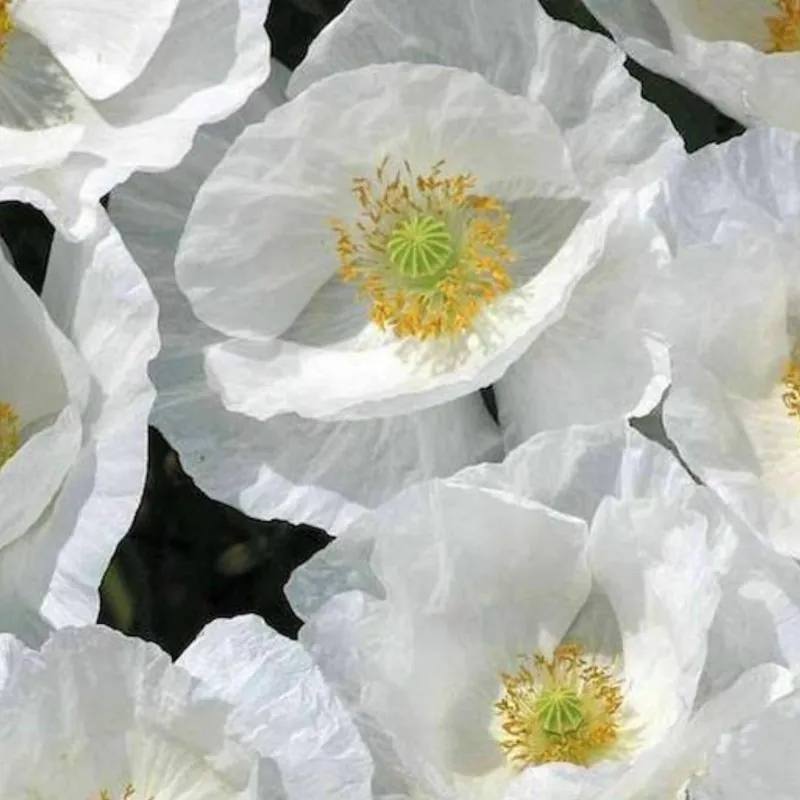 Common Garden White Poppy Seeds
