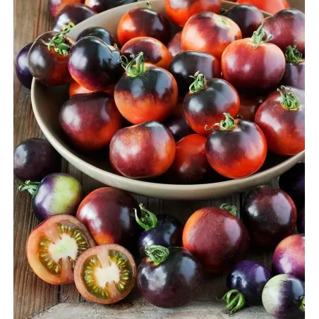 Semillas de Tomate Azul Indigo Rose 🍅