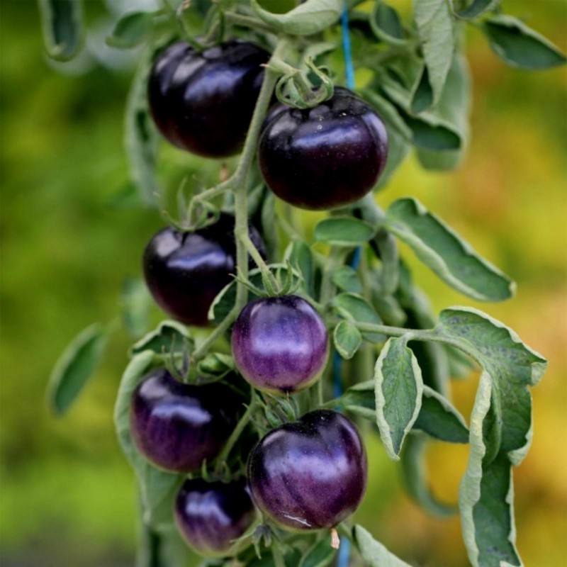 Price: €2.5 - Sementes De Tomate Azul "Bosque Blue" - Seeds Gallery