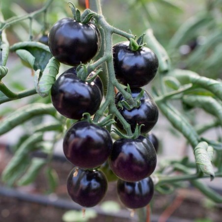 Price: €2.5 - Sementes De Tomate Azul "Bosque Blue" - Seeds Gallery