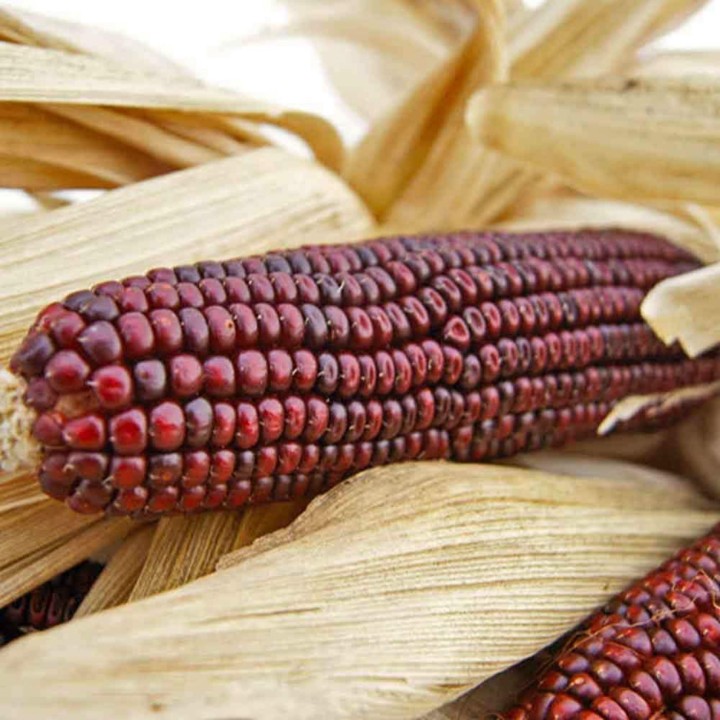 Bloody Butcher Sweetcorn - 252.172586