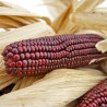 Price: €1.55 - Krvavi Mesar crveni kukuruz seme (Bloody  Butcher) - Seeds Gallery