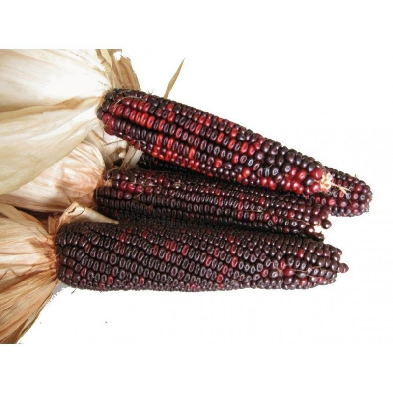Price: €1.55 - Krvavi Mesar crveni kukuruz seme (Bloody  Butcher) - Seeds Gallery