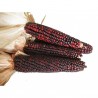 Price: €1.55 - Krvavi Mesar crveni kukuruz seme (Bloody  Butcher) - Seeds Gallery
