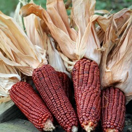 Bloody Butcher Sweetcorn - 252.172586