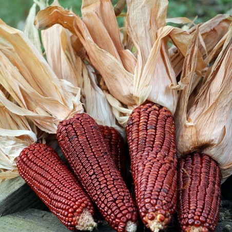 Price: €1.55 - Krvavi Mesar crveni kukuruz seme (Bloody Butcher) - Seeds Gallery