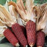 Price: €1.55 - Krvavi Mesar crveni kukuruz seme (Bloody  Butcher) - Seeds Gallery