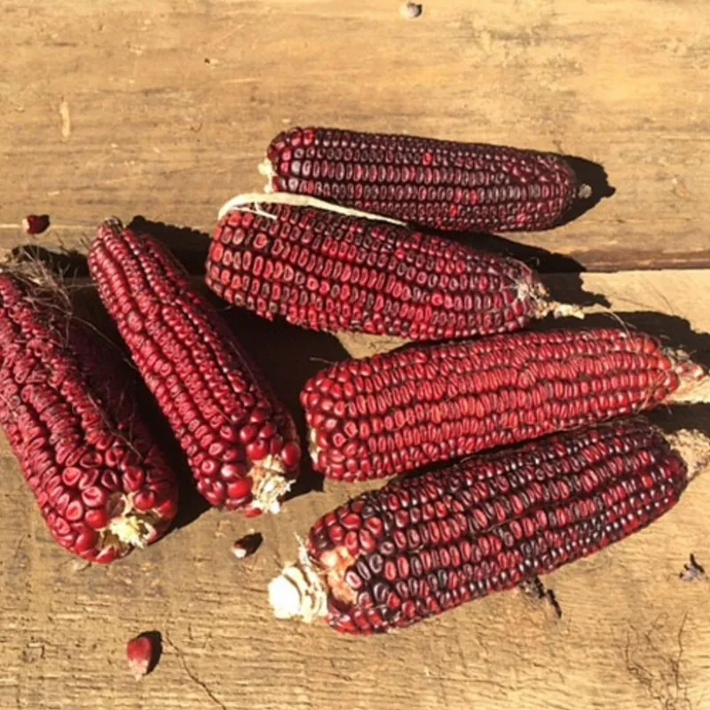 Bloody Butcher Sweetcorn Seeds