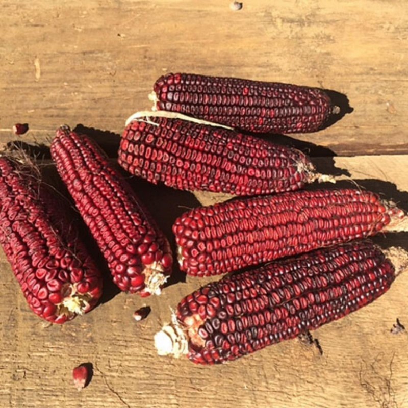 Price: €1.55 - Krvavi Mesar crveni kukuruz seme (Bloody  Butcher) - Seeds Gallery