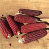 Price: €1.55 - Krvavi Mesar crveni kukuruz seme (Bloody  Butcher) - Seeds Gallery