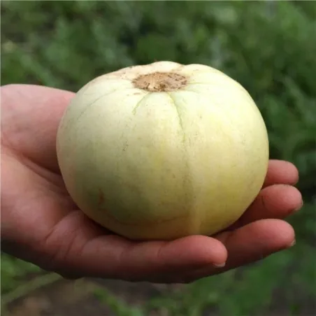 Semillas de Melón Japonés "Sakata's Sweet"