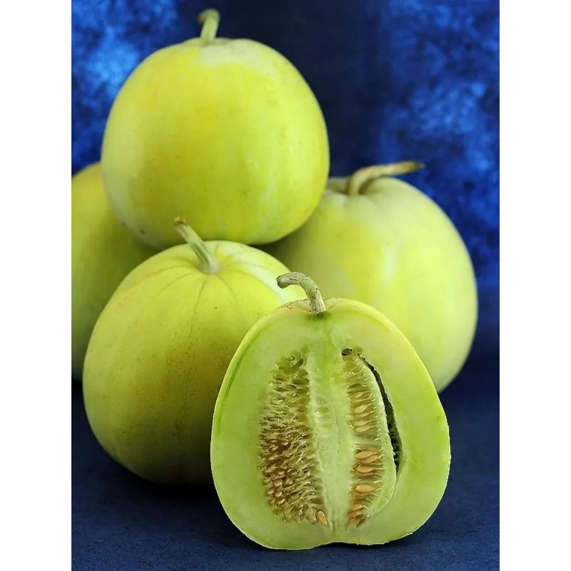 Graines de melon japonais "Sakata's Sweet"