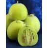 Japanska melon fröer " Sakata's Sweet "
