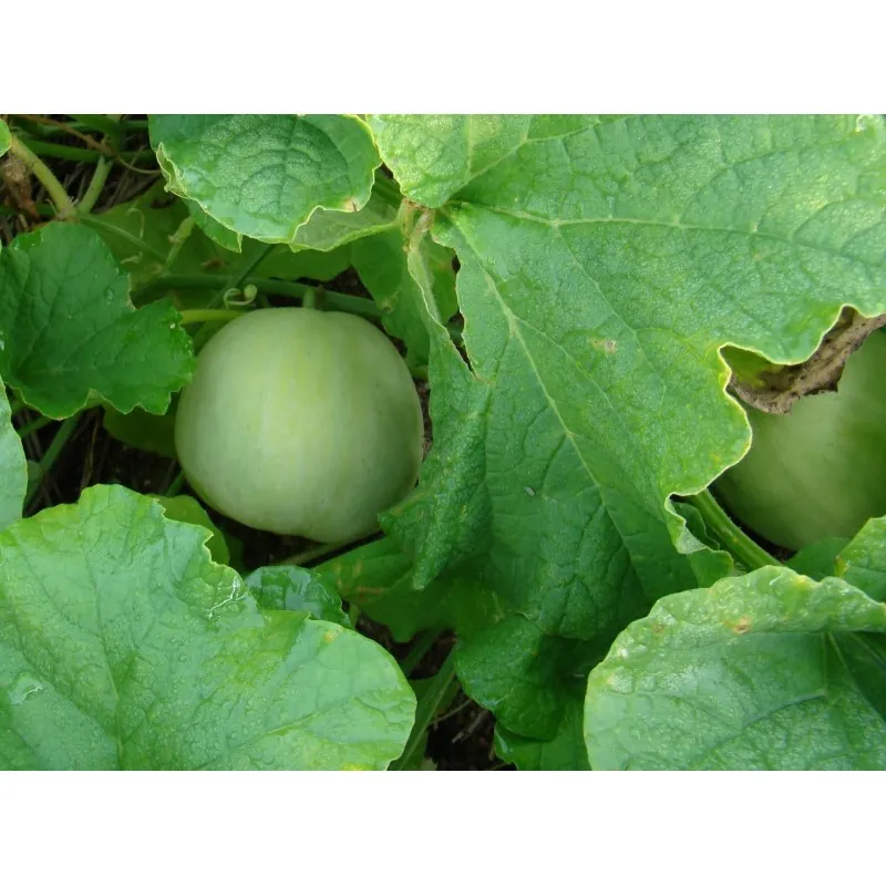 Japanska melon fröer " Sakata's Sweet "