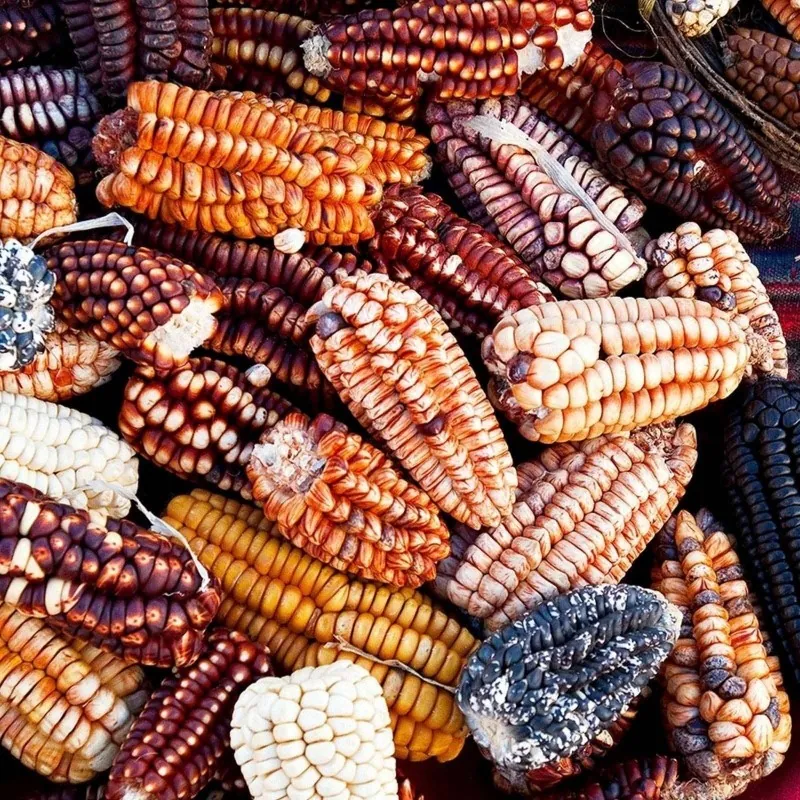 Peruanische Riesen rote Sacsa Kuski Mais Samen