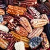 Peruanische Riesen rote Sacsa Kuski Mais Samen