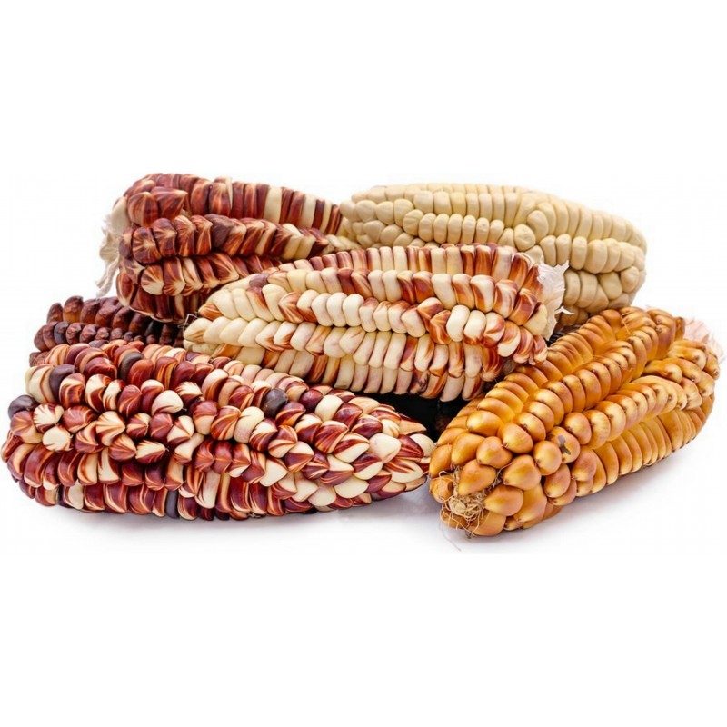 Semillas de maíz gigante peruano Sacsa Kuski 3.499999 - 11