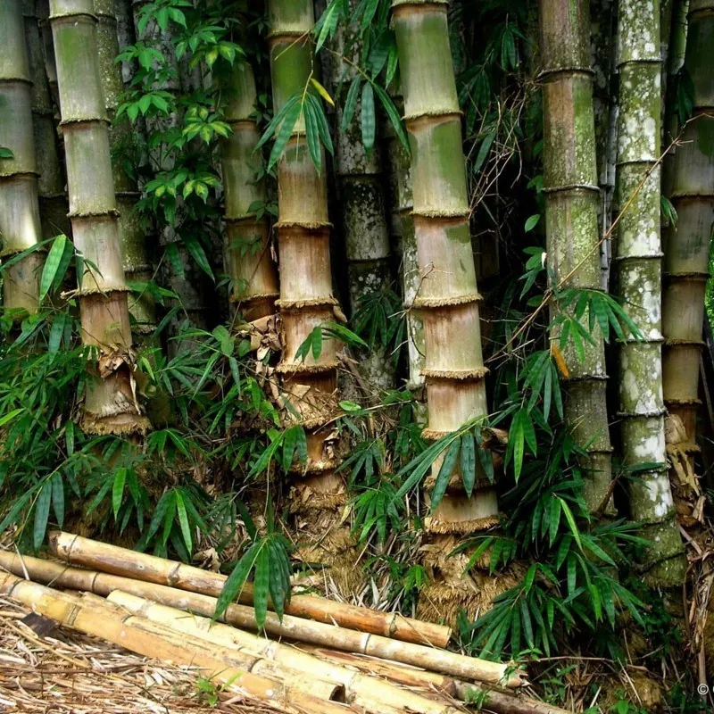 Male bamboo Seeds, Calcutta bamboo, Solid bamboo