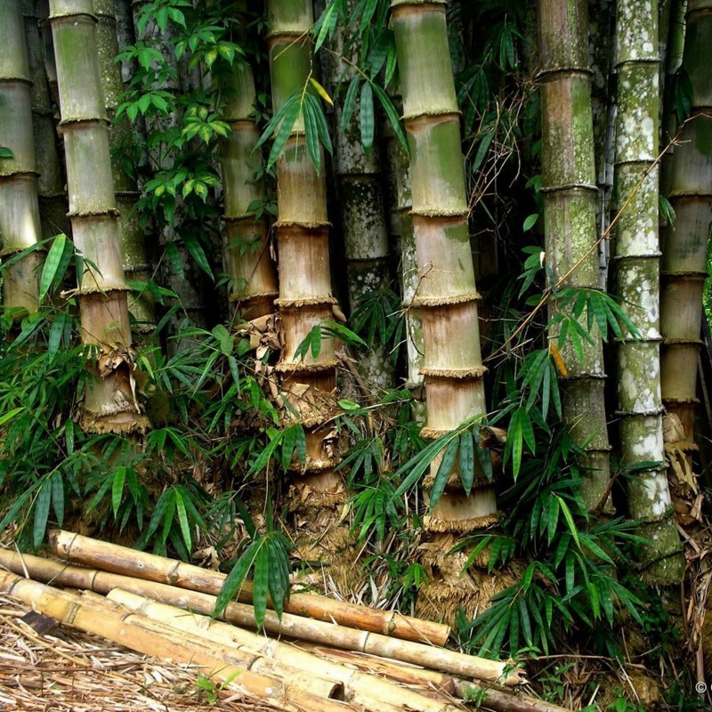 Male bamboo Seeds - Calcutta bamboo | 1,50 €