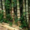Male bamboo Seeds, Calcutta bamboo, Solid bamboo