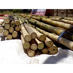 Male bamboo Seeds - Calcutta bamboo - Solid bamboo 4 - 2