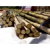 Semillas de bambú de hierro | 1,50 €