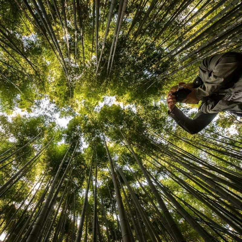 Male bamboo Seeds - Calcutta bamboo | 1,50 €