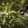 Male bamboo Seeds - Calcutta bamboo | 1,50 €