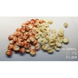 Semillas de maíz gigante peruano Sacsa Kuski 3.499999 - 3