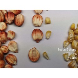 Semillas de maíz gigante peruano Sacsa Kuski 3.499999 - 5