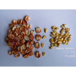 Semillas de maíz gigante peruano Sacsa Kuski 3.499999 - 6