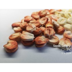 Semillas de maíz gigante peruano Sacsa Kuski 3.499999 - 7