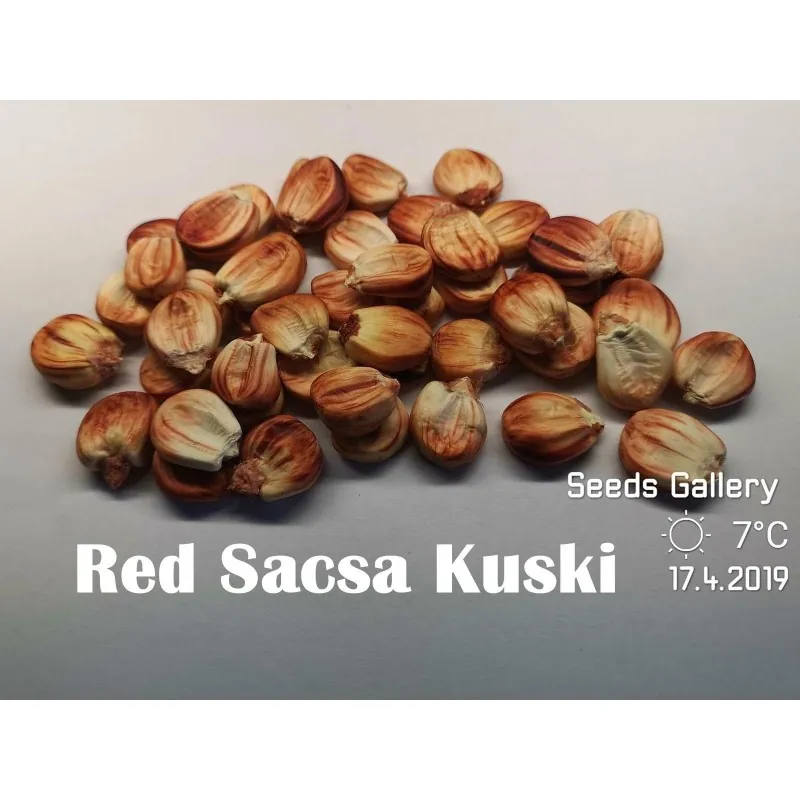 Peruanische Riesen rote Sacsa Kuski Mais Samen