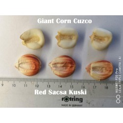Semillas de maíz gigante peruano Sacsa Kuski 3.499999 - 9
