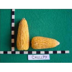Sementes de Milho Peruano Chulpe - Cancha Amarelo 2.25 - 2