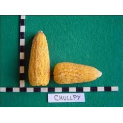 Price: €2.25 - Σπόροι Περουβιανά καλαμποκιού Chulpe - Cancha Κίτρινος - 