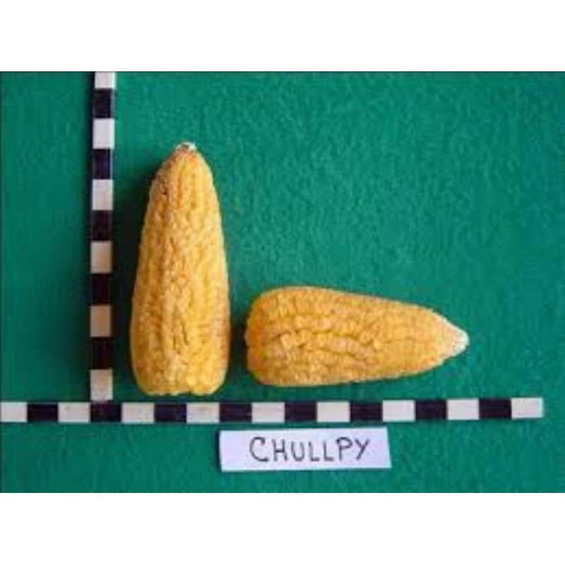 Semillas de maíz peruano Chulpe - Cancha Amarillo 2.25 - 2