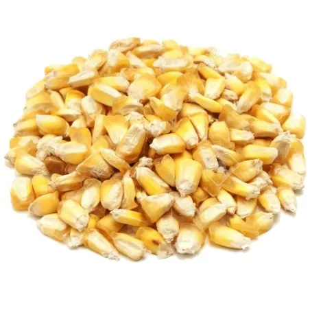 Semi di mais peruviano Chulpe - Cancha Giallo