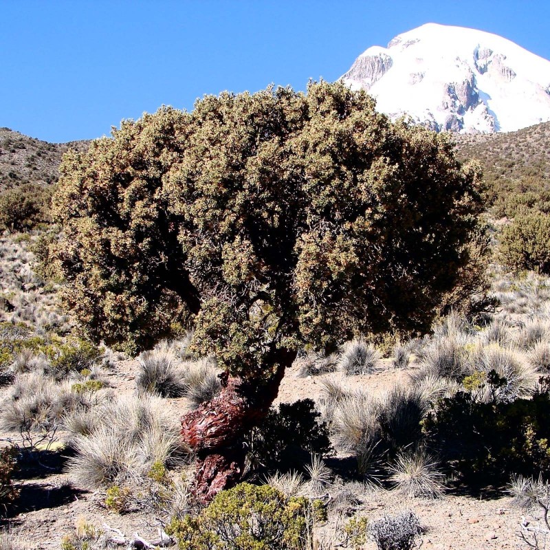 Kewiña queñua queñoa Polylepis besseri Samen
