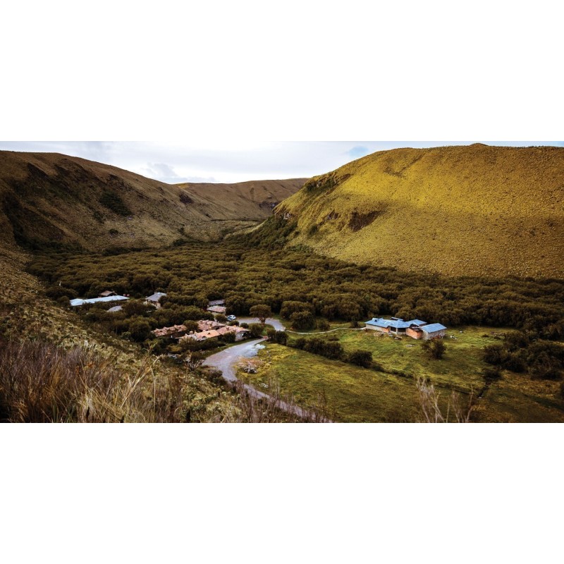 Kewiña queñua queñoa Polylepis besseri Samen