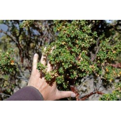 Sementes de Kewiña queñua queñoa (Polylepis besseri) 2.049999 - 3