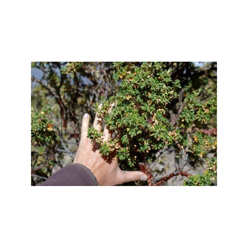 Kewiña queñua queñoa Polylepis besseri Samen