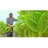Havana Gold Tobacco Seeds