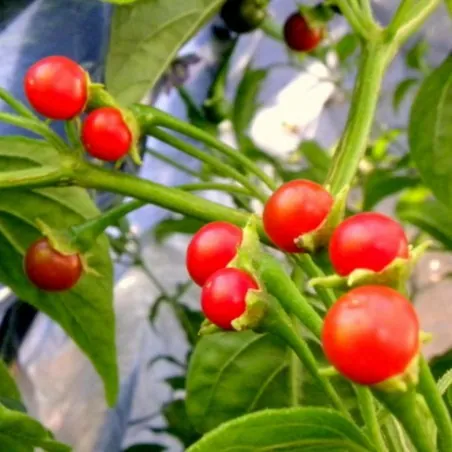 Graines de piment Bolivie ULUPICA (Capsicum cardenasii)